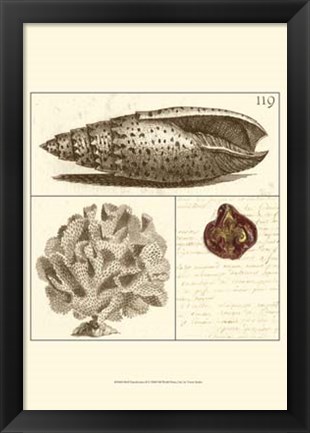 Framed Shell Classification II Print
