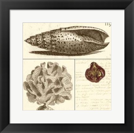 Framed Shell Classification II Print