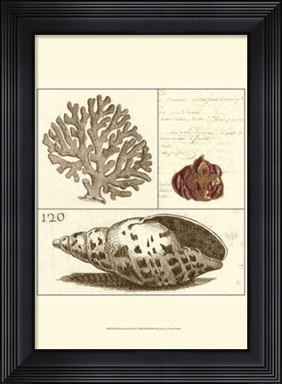 Framed Shell Classification III Print