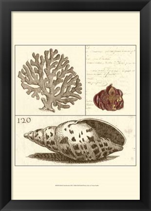 Framed Shell Classification III Print