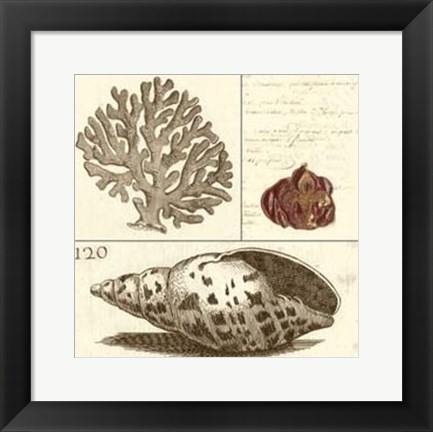 Framed Shell Classification III Print
