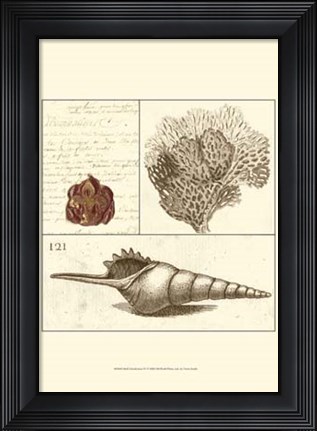Framed Shell Classification IV Print