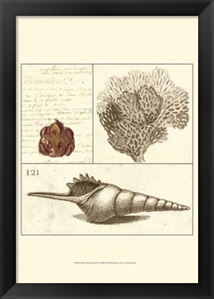 Framed Shell Classification IV Print