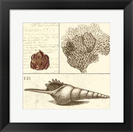 Framed Shell Classification IV Print