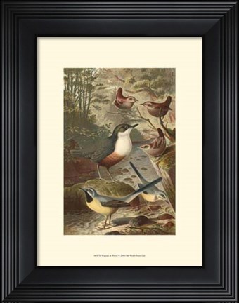 Framed Wagtails and Wrens Print