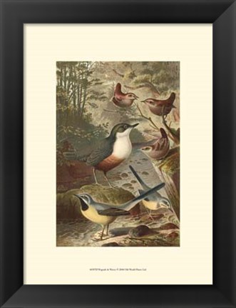 Framed Wagtails and Wrens Print
