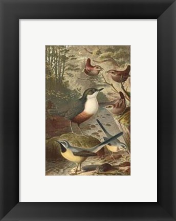 Framed Wagtails and Wrens Print
