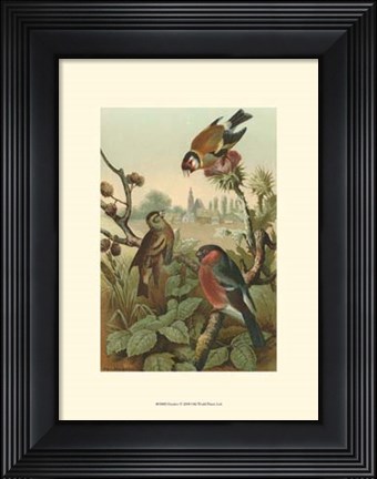 Framed Finches Print