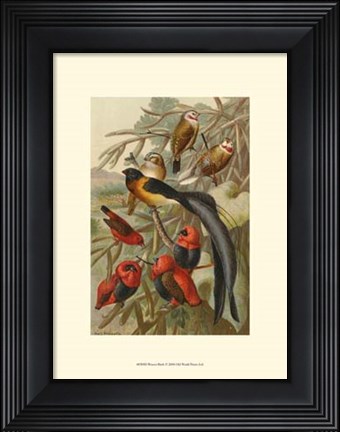 Framed Weaver Birds Print