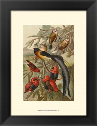 Framed Weaver Birds Print