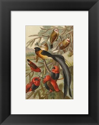 Framed Weaver Birds Print