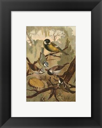 Framed Titmice Print