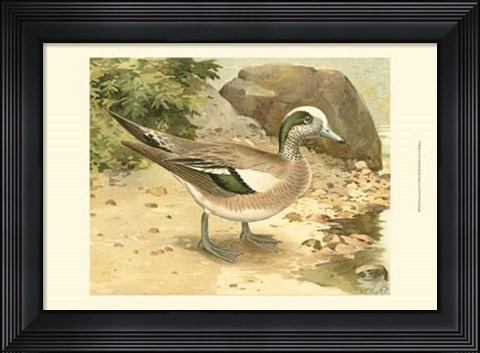 Framed Green-wing Teal Print