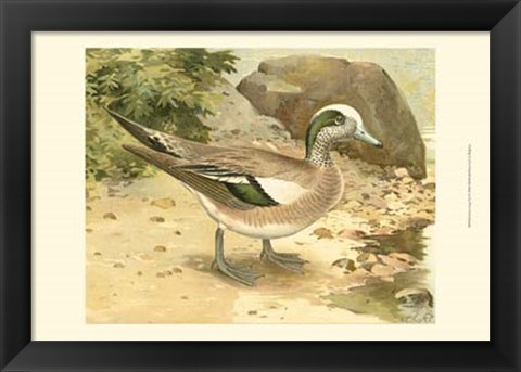 Framed Green-wing Teal Print