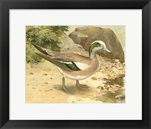 Framed Green-wing Teal Print