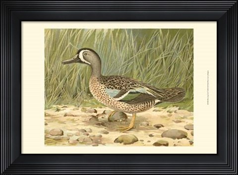 Framed Blue-wing Teal Print