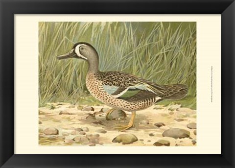 Framed Blue-wing Teal Print