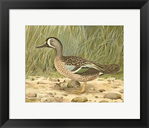 Framed Blue-wing Teal Print