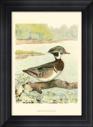 Framed Woodduck Male Print