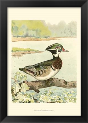 Framed Woodduck Male Print