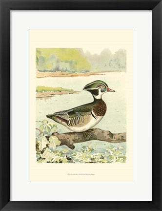 Framed Woodduck Male Print