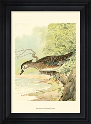 Framed Woodduck Female Print