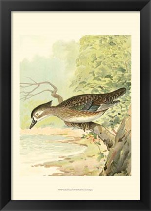 Framed Woodduck Female Print