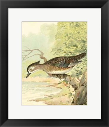 Framed Woodduck Female Print