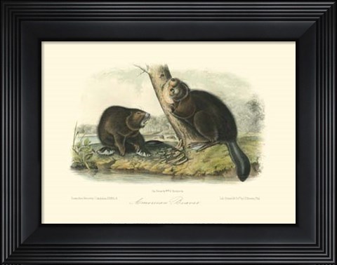 Framed American Beaver Print