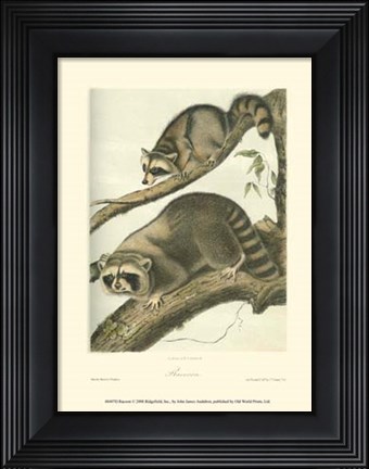 Framed Racoon Print