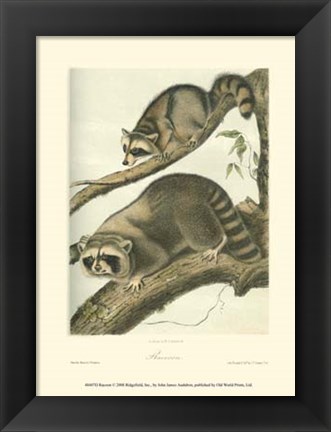 Framed Racoon Print