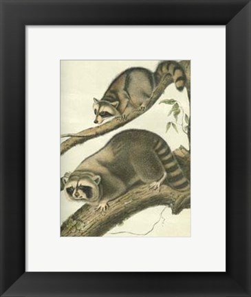 Framed Racoon Print