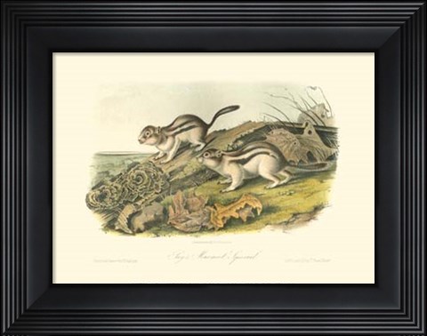 Framed Marmot Squirrel Print