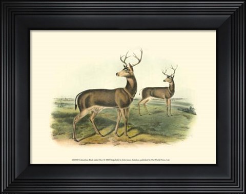 Framed Columbian Black-tailed Deer Print