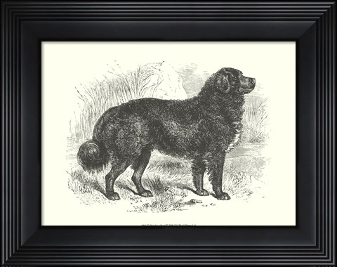 Framed Newfoundland Print