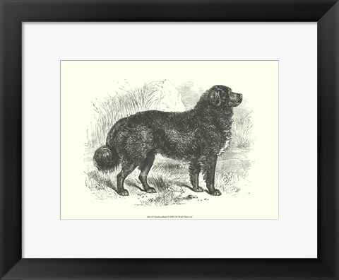 Framed Newfoundland Print