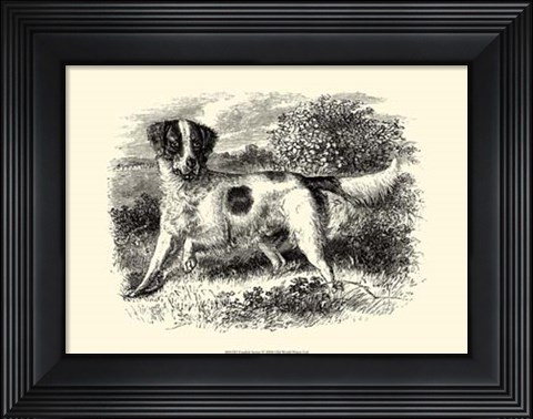Framed English Setter Print