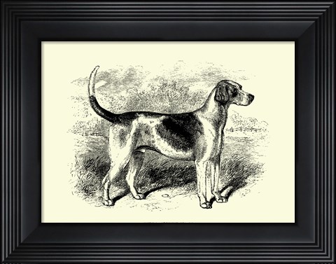 Framed Foxhound Print
