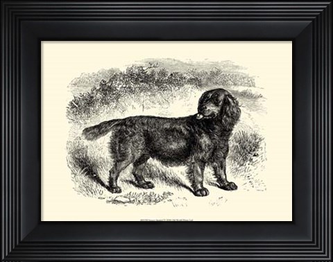 Framed Sussex Spaniel Print