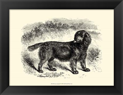 Framed Sussex Spaniel Print