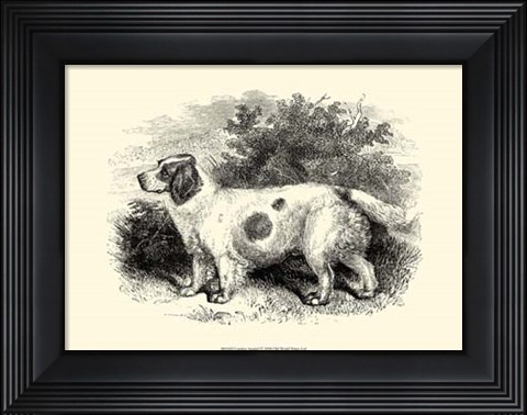 Framed Clumber Spaniel Print