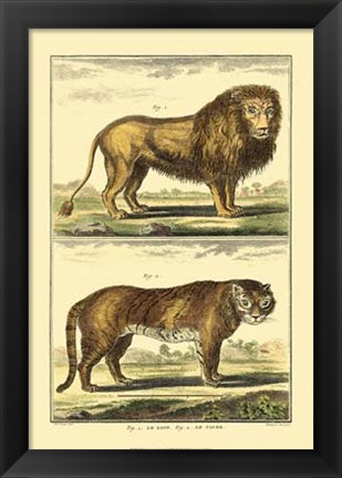 Framed Lion and Tiger Print