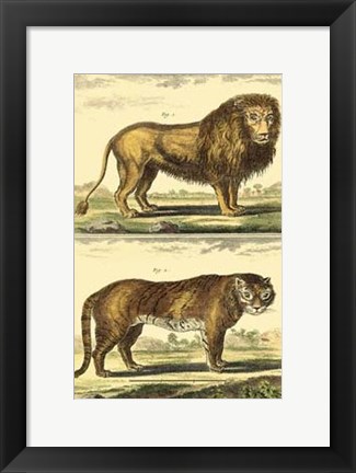Framed Lion and Tiger Print