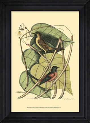 Framed Baltimore Bird and Catalpah Print