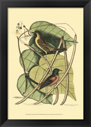 Framed Baltimore Bird and Catalpah Print