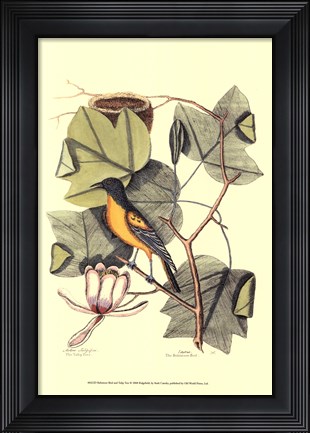 Framed Baltimore Bird and Tulip Tree Print