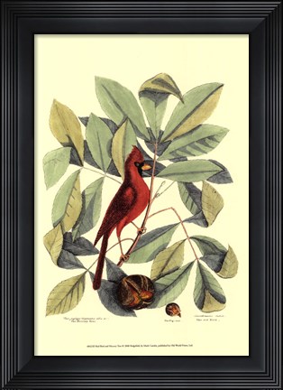 Framed Red Bird and Hiccory Tree Print