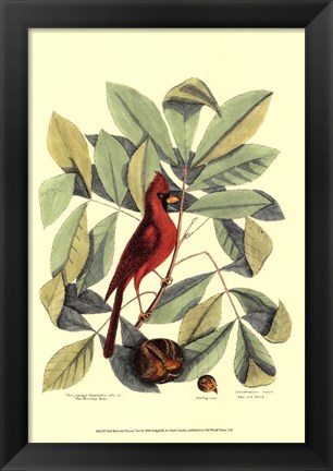 Framed Red Bird and Hiccory Tree Print