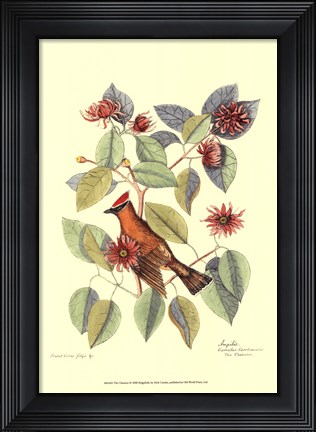 Framed Chatterer Print