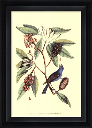Framed Blew Grosbeak Print
